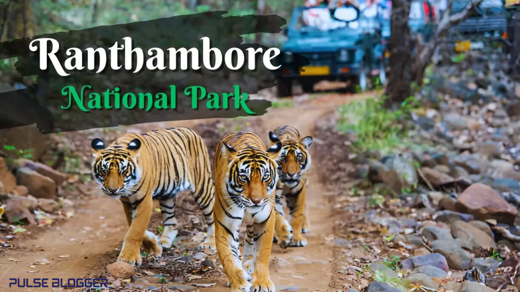 Wildlife Safari to Ranthambore National park