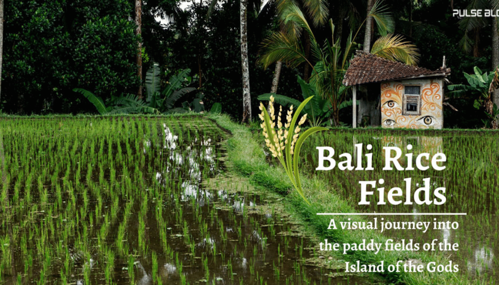 Harmony in Green: The Eternal Beauty of the Rice fields of Bali