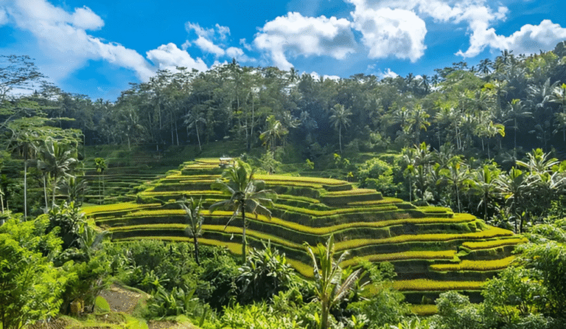Tegallalang: Bali Rice Fields Supreme
